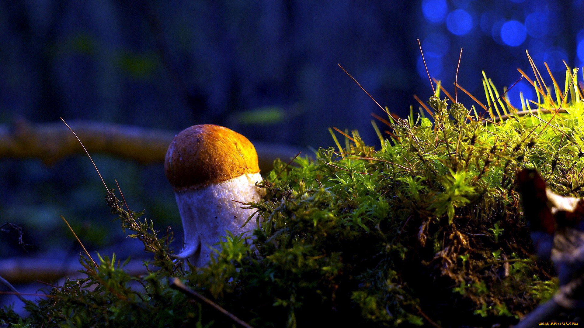 Природа мох грибы